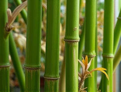 Close up of rattan plant